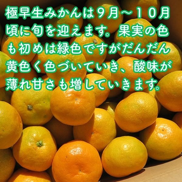 農家直送　鮮度抜群！！♡早生みかん♡ 10キロ zeroichi-00001-640x640.jpg