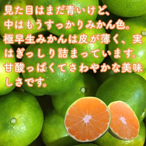 極早生みかん 訳あり 10kg S〜L (80～100個入り) みため×おいしさ